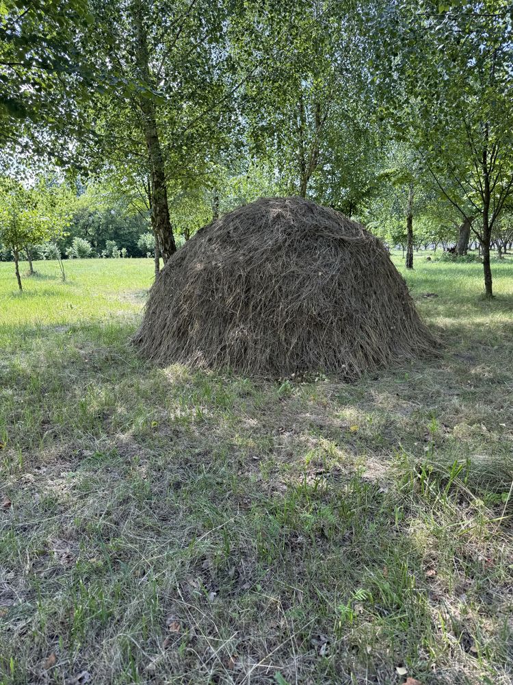 Сіно безкоштовно
