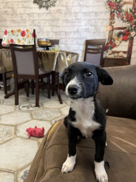 Віддам собаку в добрі руки.