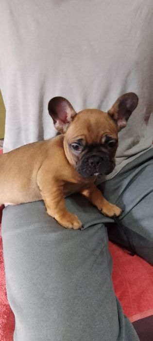 Французкий бульдог.