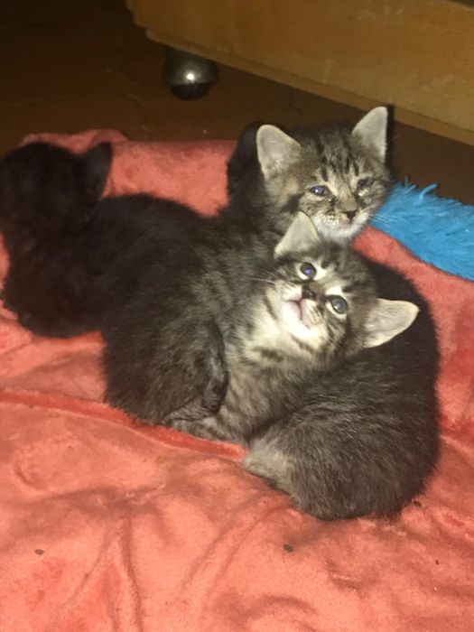 Gatinhas para Adoção Responsável em Valongo