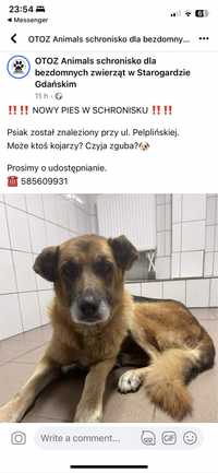 Pies w Starogardzie Gdańskim znaleziony