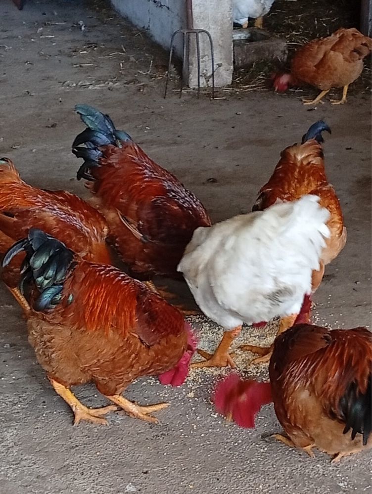 Frangos caseiros