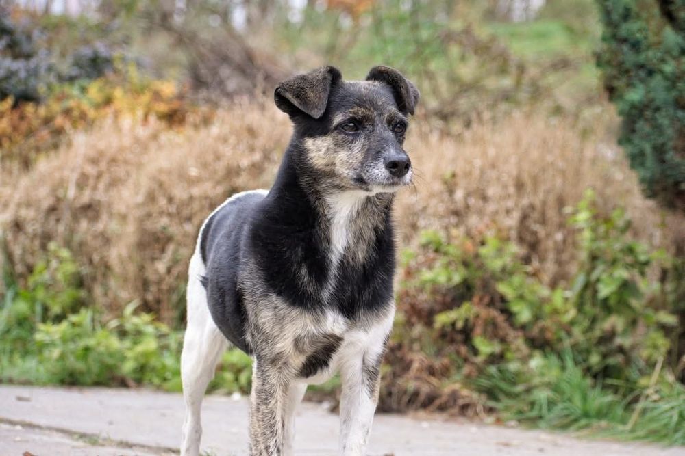 Wanda poleca się do adopcji