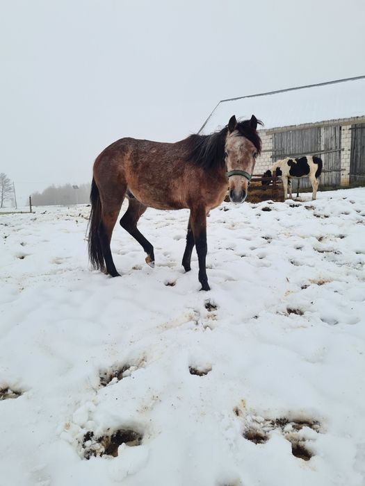 Wałach zmieni stajnie