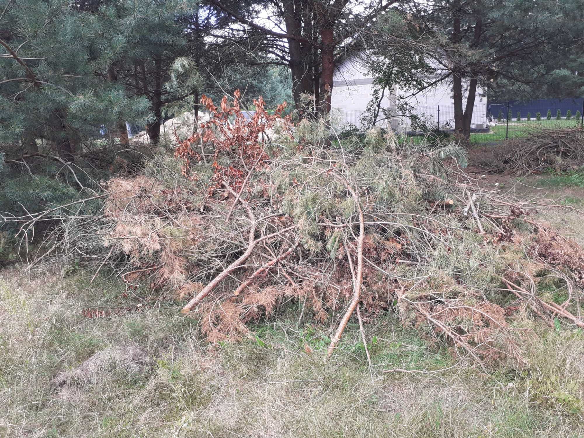 Gałezie na opał za DARMO