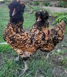 Kury kurczaki kaczki czubate,gesi ,czubatka.silka.leghorn.brahma