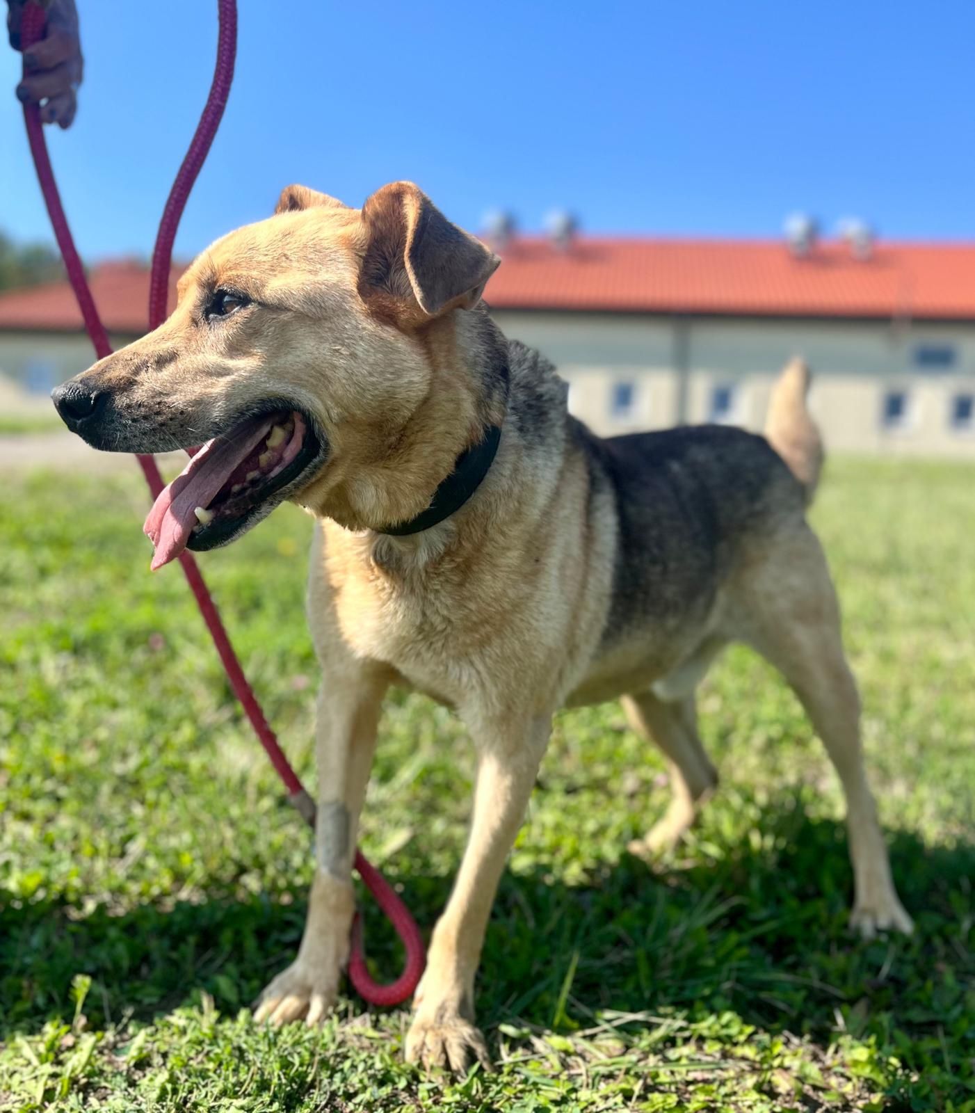 Psy do adopcji- REX szuka domu