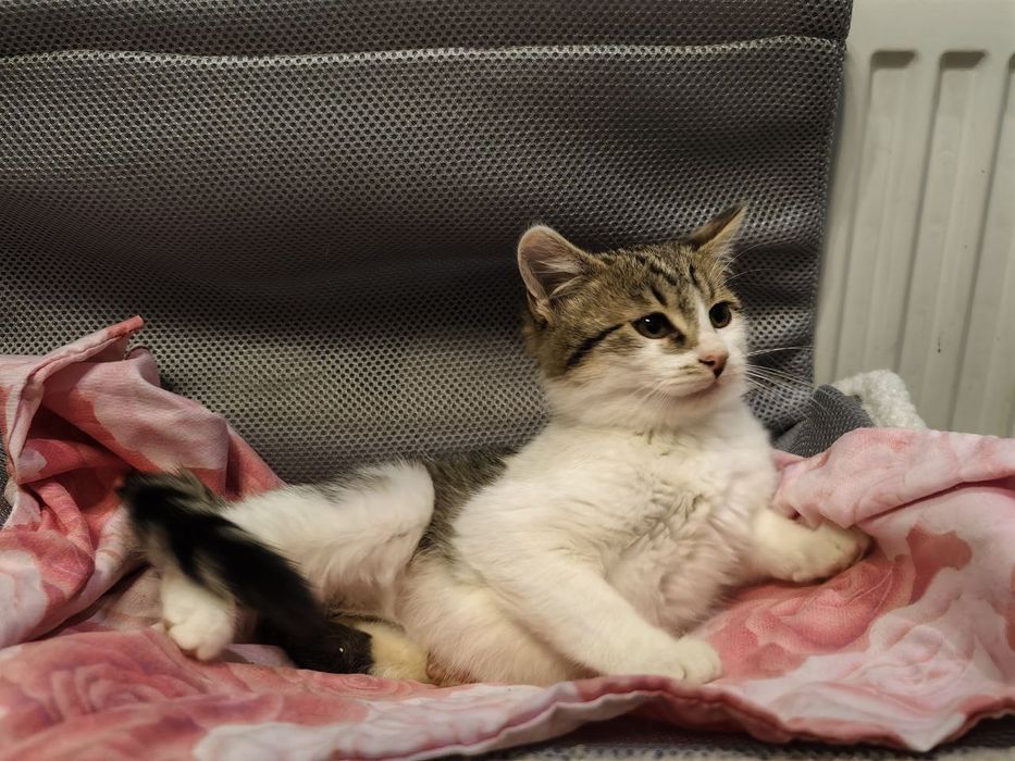 Кішечка, віком 3 місяці передана військовими