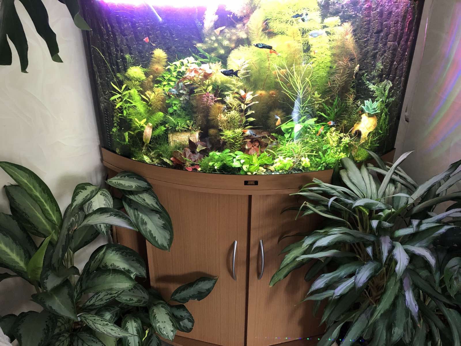 Продам красивые аквариумные растения!