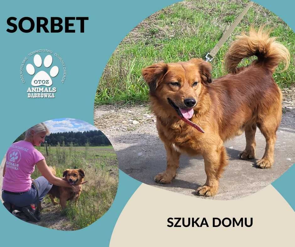 Sorbet szuka domu