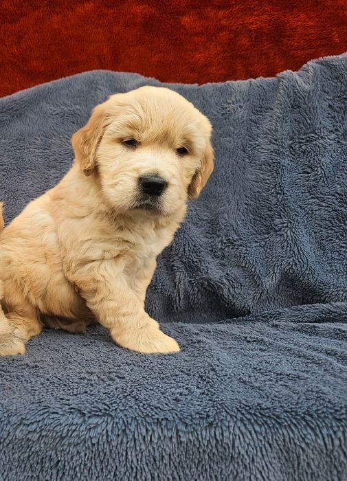 Golden Retriever złoty szczeniaczek