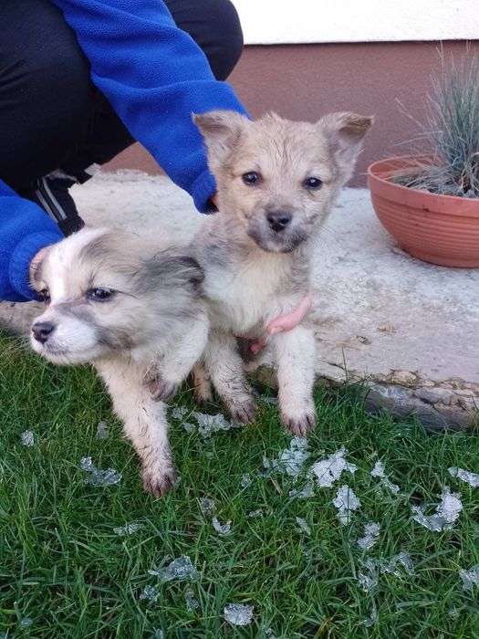 Віддам у добрі руки, 3 дівчинки, безплатно