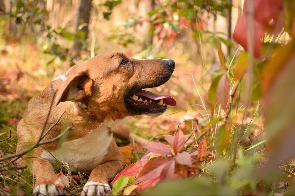 Tristan - pies w typie bullteriera do świadomej adopcji