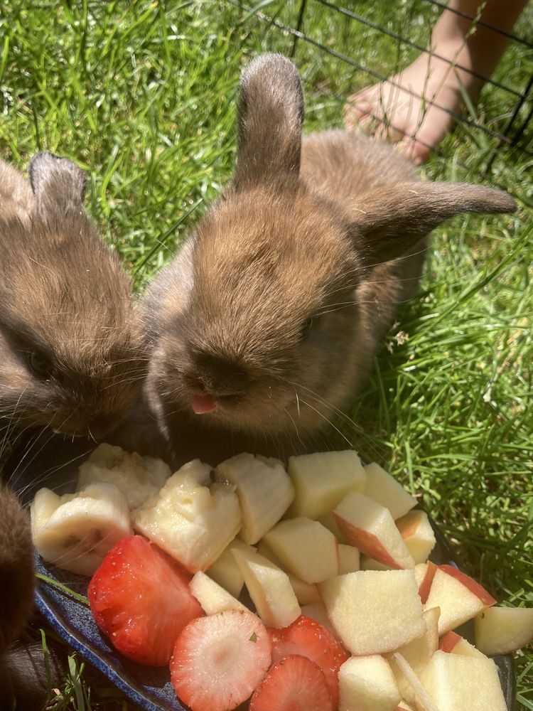 Kroliczki mini lop
