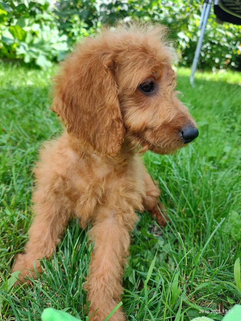 Mini Goldendoodle F1b gotowy do odbioru, badania genetyczne