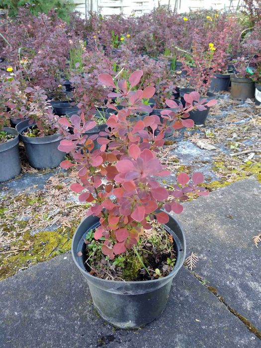 Berberys  Berberis thunbergii