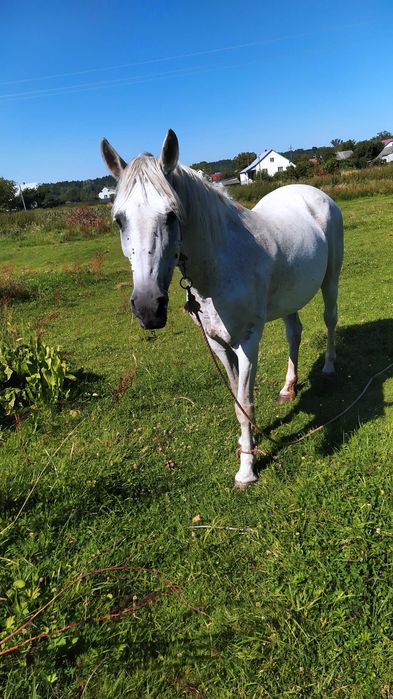 Кінь ( кобила) продам робочу кобилу