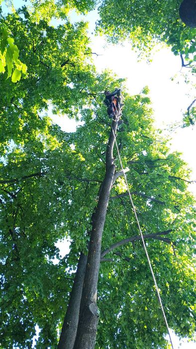 Обрізка дерев Спил Дерева Спилить Дерево Розчистка території Вивіз