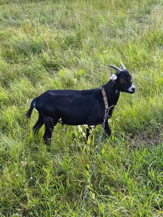 Козел козлик 50% нігерійський цап