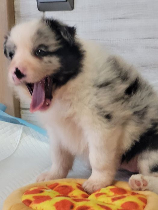 Border Collie suczka