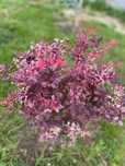 BERBERYS thunberga  PINK QUEEN z gruntu 50cm piękne  !!