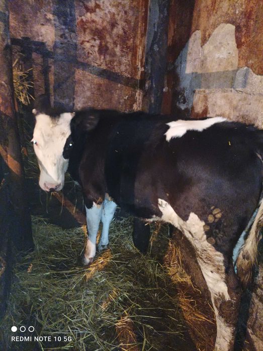 Телиця,тілна не була