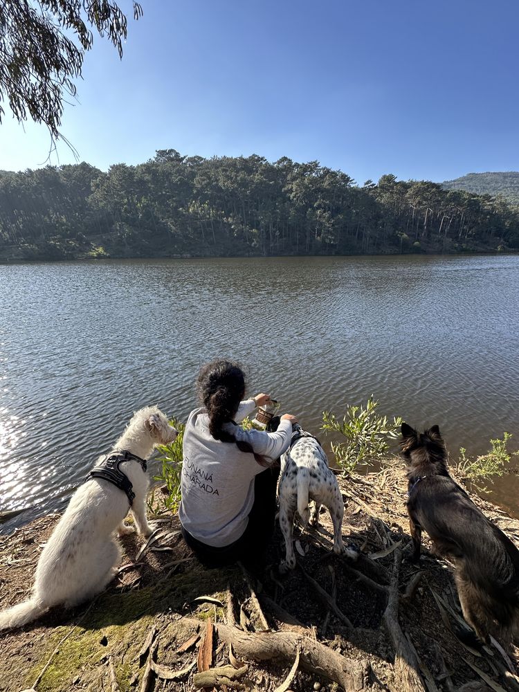 Pet sitting, Estadias e Dog Walking (PREÇOS NA DESCRIÇÃO)