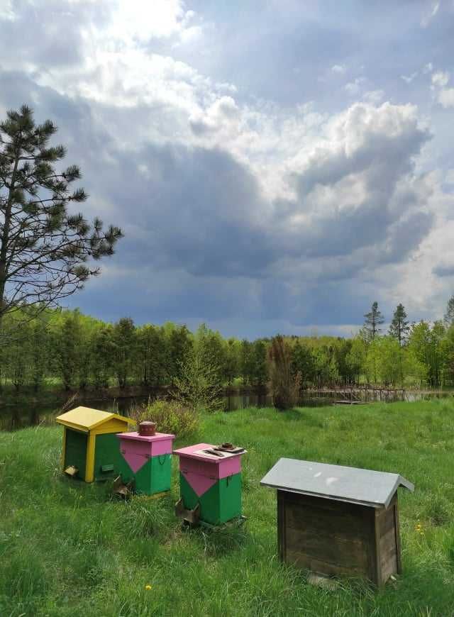 PRZEPYSZNY Naturalny MIÓD z lokalnej pasieki. Prosto z ula!