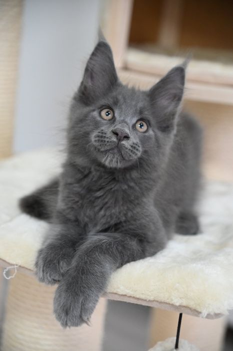 Maine coon Kocurek Harry