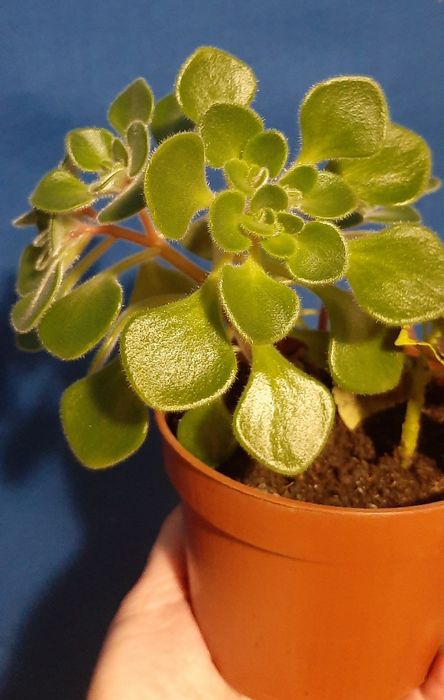 Аіхрізон, сукулент