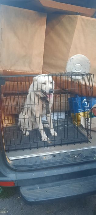 Грузоперевозки Домашний (СРОЧНЫЙ) Переезд по Области и Украине