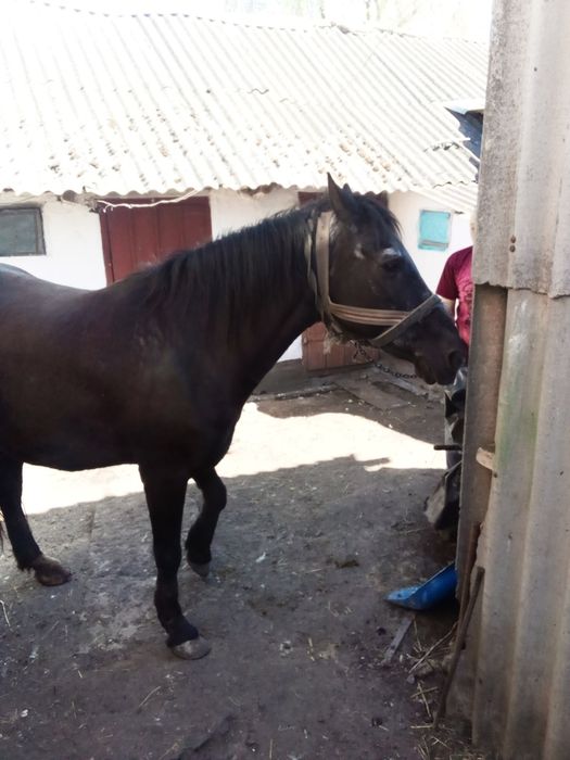 Продаю кобилу, темна