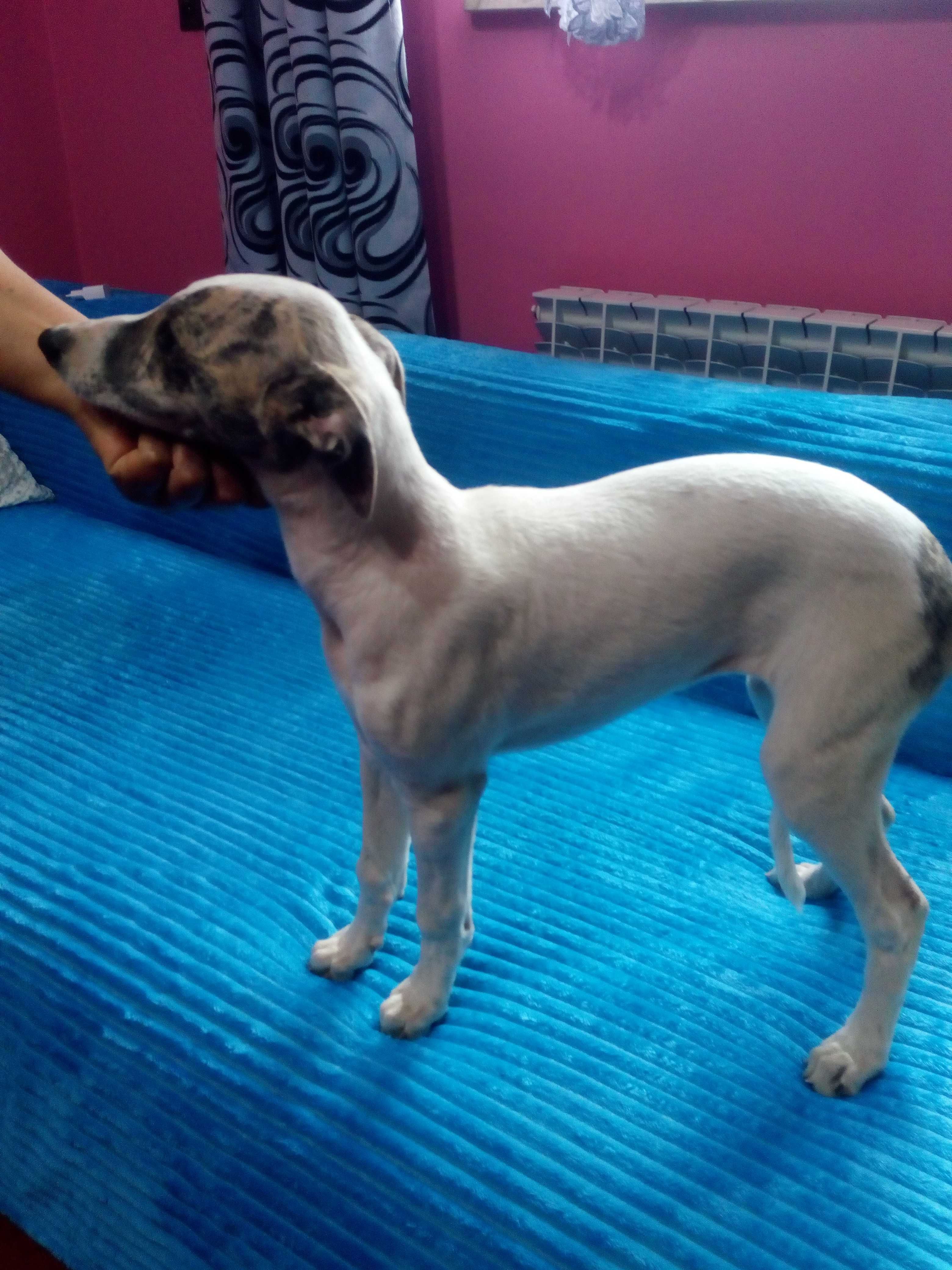 Chart Angielski Whippet.  suczka