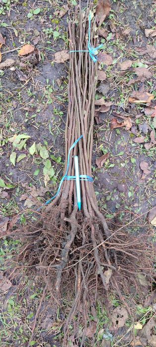 Продам подвой жардель,груша,алича,айва,антипка,ММ106,М9,міндаль