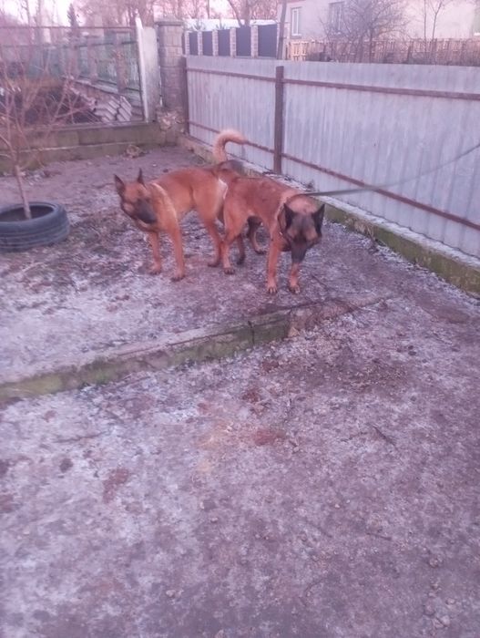 Вязка бельгійської вівчарки малінуа