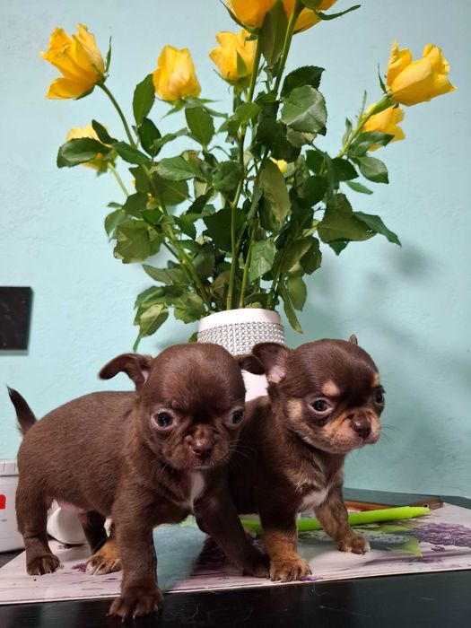 Chihuahua mini czekoladowy z rodowodem