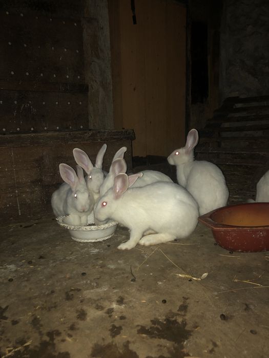 Coelho Branco Caseiro