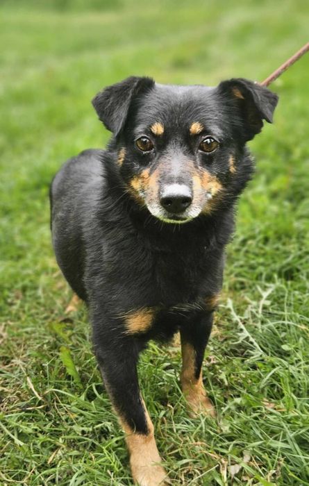 Blancik szuka domu -schronisko Zgierz-aktualne