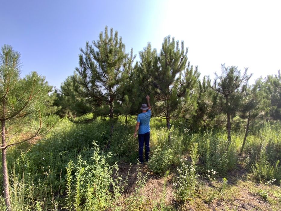 Кримська сосна з грудкою землі