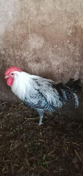 Sprzedam tegoroczne koguty ozdobne loczki gołoszyjce,brakla srebrna