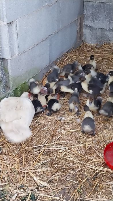 Vender-se patos mudos 1.5€
