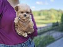 Maltipoo hybryda pudel toy maltanczyk gotowy do odbioru
