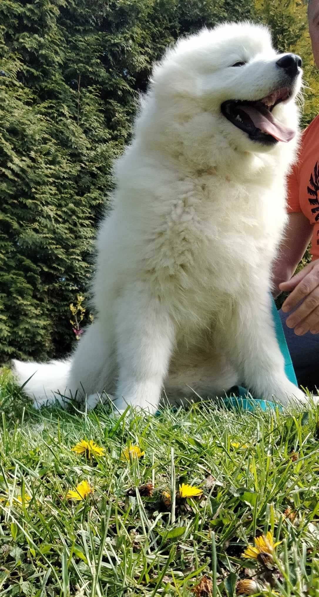 Samoyed Samojed piesek ZKwP (FCI)