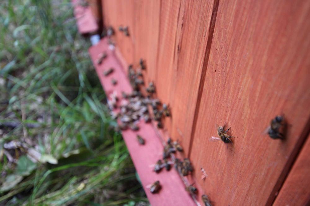 PRZEZIMOWANE ule wielkopolski miód pasieka rodziny odkłady pszczoły ul
