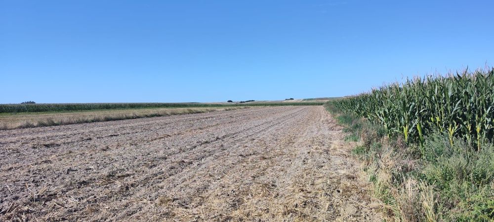 Sprzedam działkę rolną - Krupe