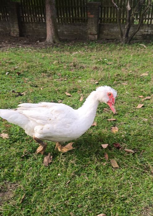 Młody kaczor francuski