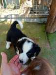 Border collie piesek
