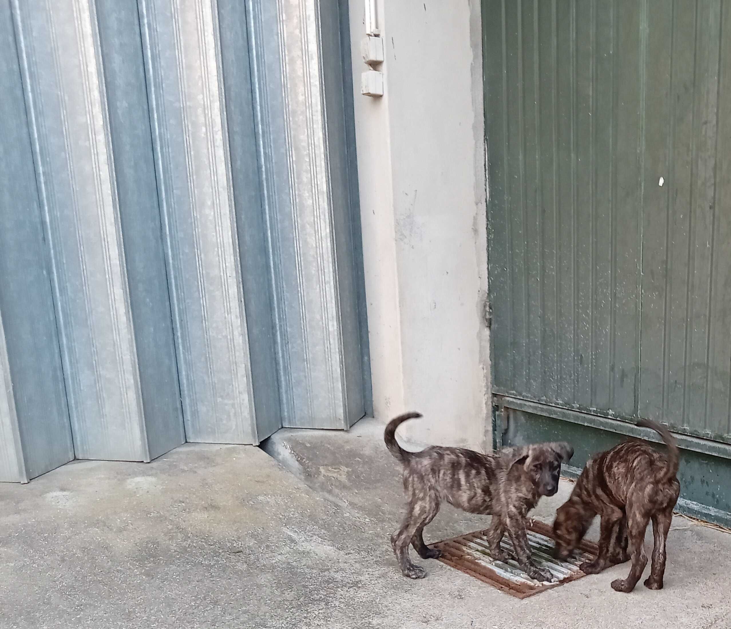 Cachorros castro laboreiro