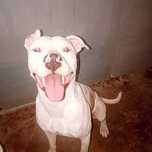 Para adoção com urgência  cadela pitbull com 1 ano