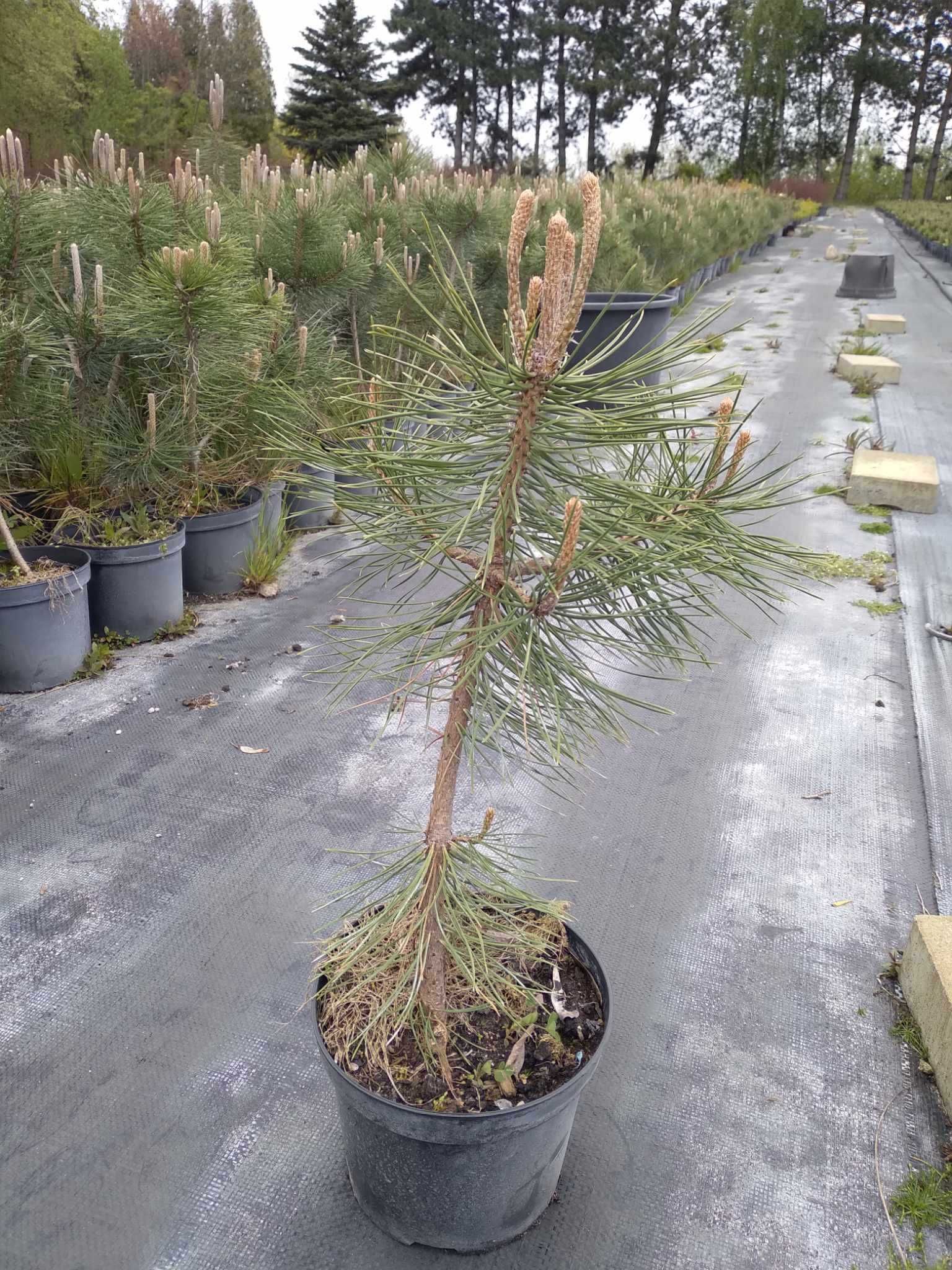 Sosna czarna Pinus nigra C2